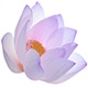 lotus1